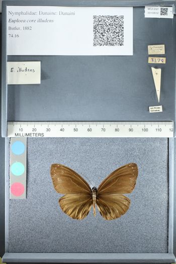 Media type: image;   Entomology 159512